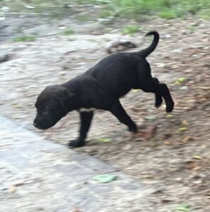 Labrador Mix