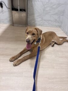 Yellow Labrador Retriever