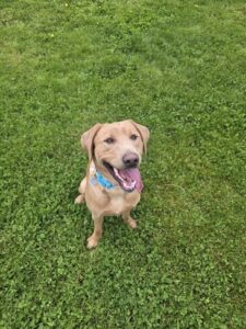 Yellow Labrador Retriever