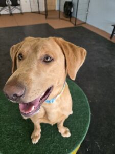 Yellow Labrador Retriever