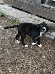 Labrador Mix
