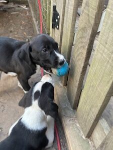 Labrador Mix