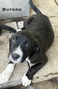 Labrador Mix