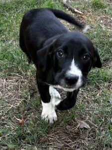 Labrador Mix