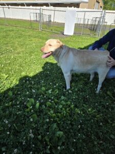 Yellow Labrador