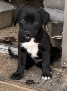 Labrador Mix