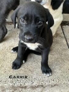 Labrador Mix