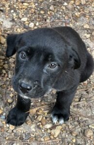 Labrador Mix
