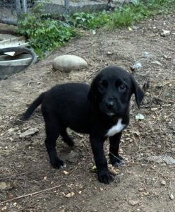 Labrador Mix