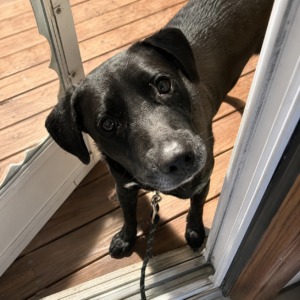 black lab mix