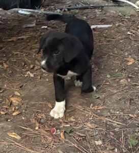 Labrador Mix