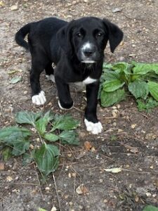 Labrador Mix