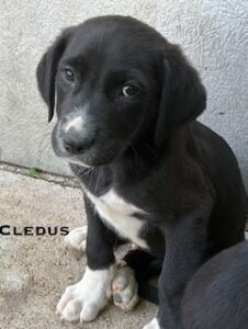 Labrador Mix