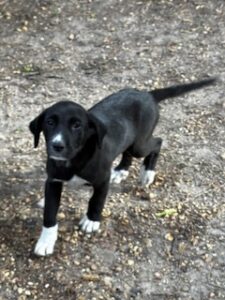 Labrador Mix