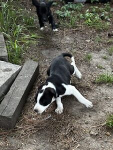 Labrador Mix
