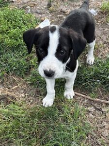 Labrador Mix
