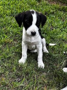 Labrador Mix