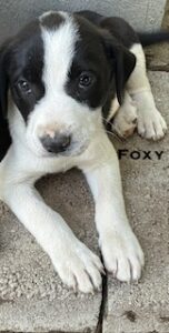 Labrador Mix