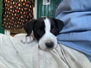 Labrador Mix