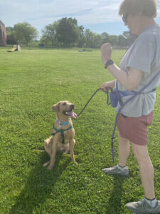 Yellow Labrador Retriever