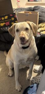 Yellow Labrador