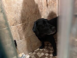 black Labrador Retriever