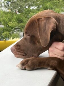 Chocolate Labrador Mix