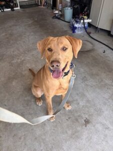 Yellow Labrador Retriever