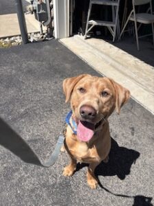 Yellow Labrador Retriever