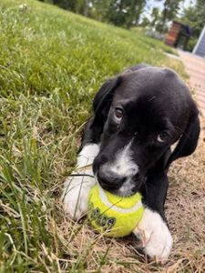 Black Labrador Mix