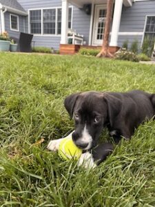 Black Labrador Mix