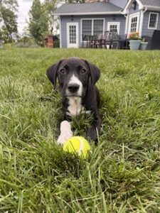 Black Labrador Mix