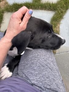 Black Labrador Mix
