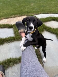 Black Labrador Mix