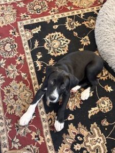 Black Labrador Mix