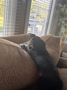 black labrador retriever mix