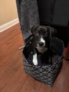black labrador retriever mix