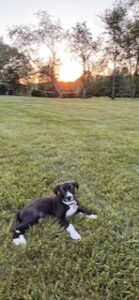black labrador retriever mix