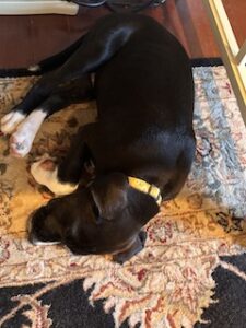black labrador retriever mix