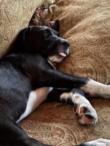 Black Labrador Mix