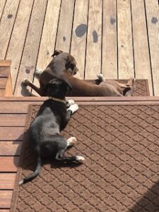 Black Labrador Mix