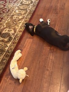 Black Labrador Mix