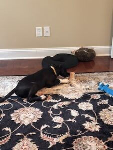 Black Labrador Mix
