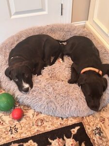 Black Labrador Mix