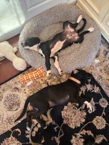 Black Labrador Mix