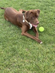 Chocolate Labrador Mix