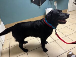 black Labrador Retriever