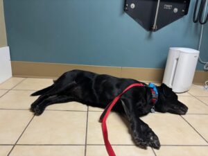 black Labrador Retriever