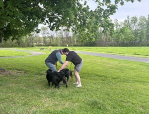black Labrador Retriever