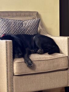 black Labrador Retriever